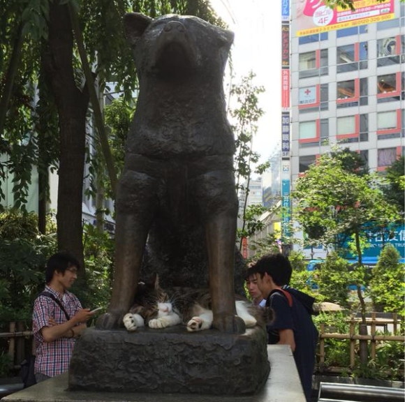 Lucunya Kucing yang Tidur Siang di bawah Patung Hachiko!