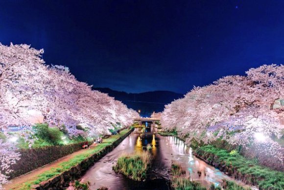 cherry blossom in night