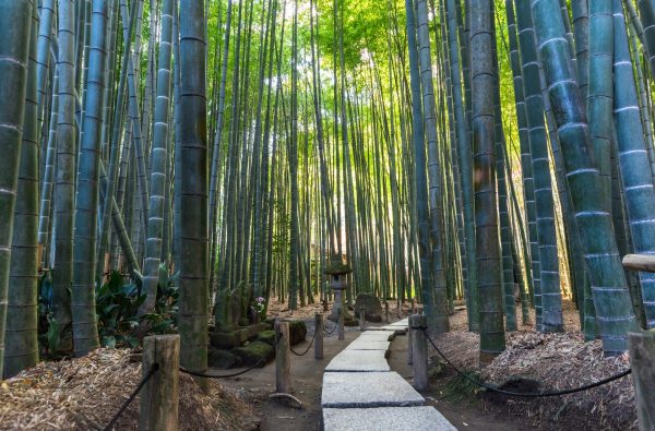 bamboo-grove