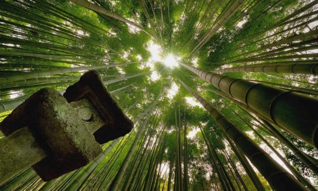 Yuk Intip Candi “Hokokuji”, Sebuah Bambu Temple di Kamakura