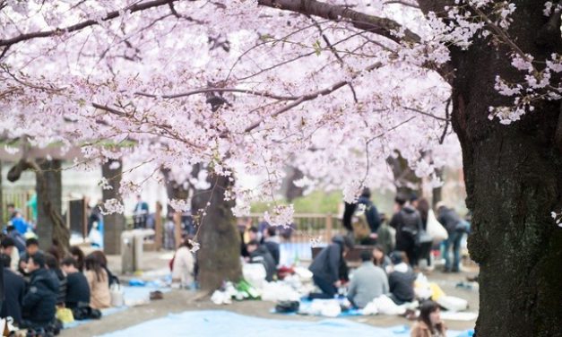 Waktunya Melihat Festival Jepang Yang Menakjubkan, Hanami!