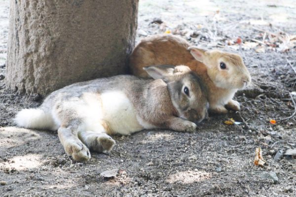 destinasi terbaik untuk bertemu hewan liar di jepang